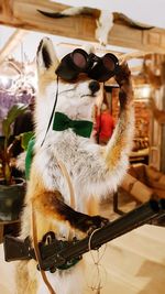 Close-up of horse sitting in sunglasses