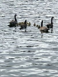 Ducks swimming in lake