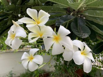 Close-up of white flowering plant