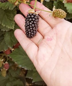 Close-up of cropped hand holding blackberry