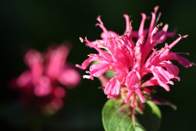 Close-up of pink flowering plant