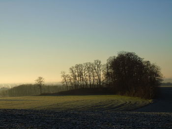 Trees on field against clear sky at sunset