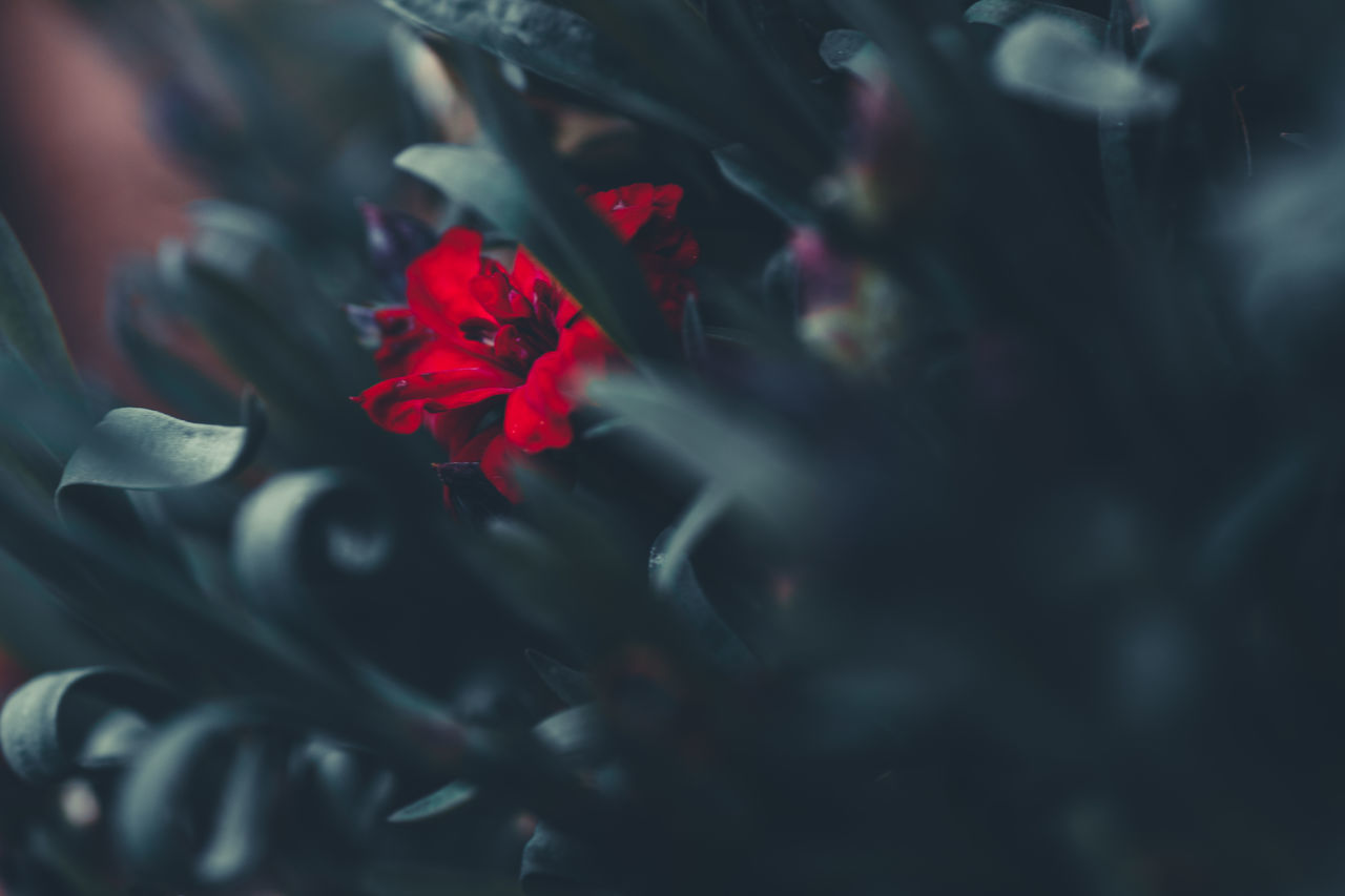 CLOSE-UP OF RED ROSE PLANT