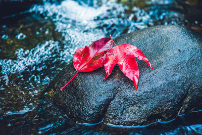 High angle view of red maple leaf on rock