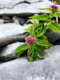 Close-up of flowering plant on rock