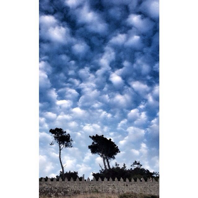 transfer print, sky, tree, cloud - sky, auto post production filter, tranquility, tranquil scene, cloudy, beauty in nature, cloud, scenics, landscape, nature, overcast, palm tree, field, non-urban scene, growth, outdoors, idyllic