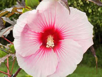 Close-up of pink flower blooming outdoors