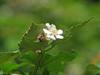 Close-up of bee perching on flower