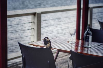 Close-up of seagull perching on table