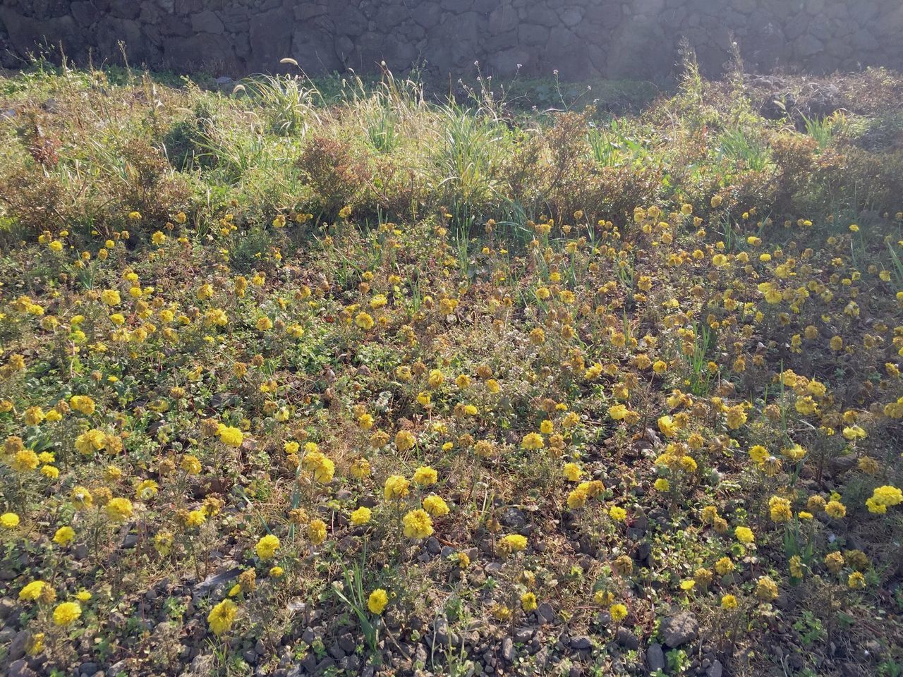 flower, growth, yellow, plant, freshness, high angle view, nature, beauty in nature, field, fragility, abundance, leaf, tranquility, day, outdoors, no people, blooming, green color, growing, sunlight