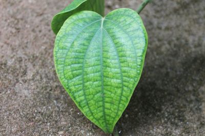 High angle view of leaf