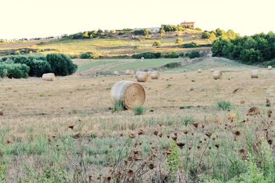 Hay bales on field against sky