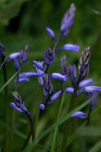 Close-up of purple flowering plant