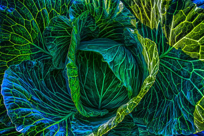Closeup of a cabbage