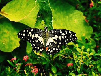 Close-up of butterfly on plant