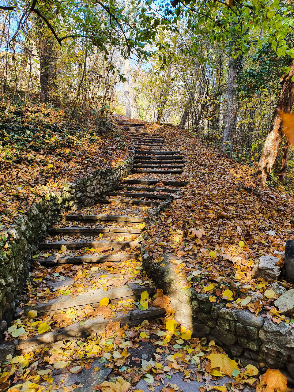 FOOTPATH AMIDST TREES DURING AUTUMN