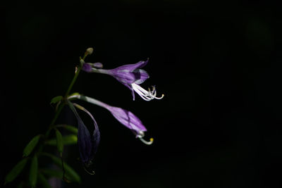 Close-up of flower over black background