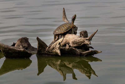 Driftwood on a lake