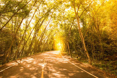 Road in forest