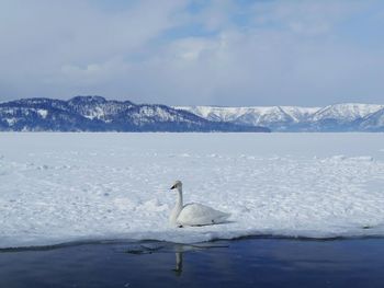 Swan swimming in lake during winter