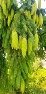 Low angle view of yellow flower tree