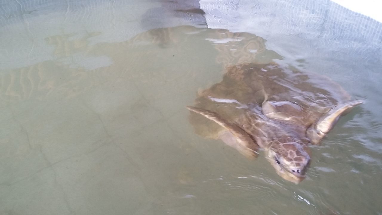 HIGH ANGLE VIEW OF FISH UNDERWATER