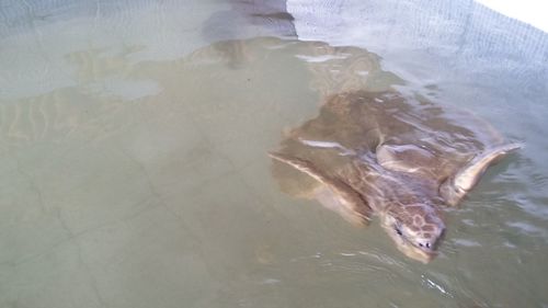 High angle view of fish in sea