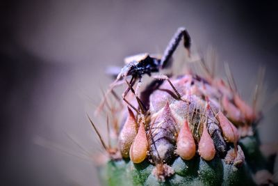 Close-up of insect on flower