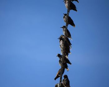 Low angle view of bird against clear blue sky