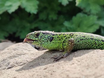 Close-up of lizard on rock