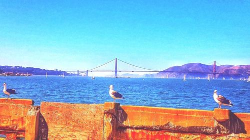 Seagull perching on suspension bridge over sea