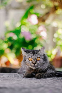 Portrait of cat relaxing outdoors