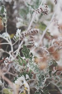 Close-up of white flowering plant