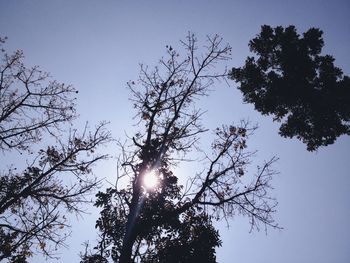 Low angle view of trees against sky