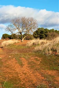 Trees on field against sky