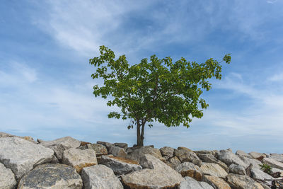 Tree growing on rocks against sky