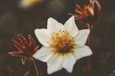 Close-up of white flowering plant