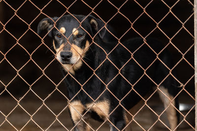 Portrait of dog seen through chainlink fence