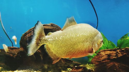 Close-up of fish swimming in sea