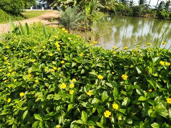 Plants growing by lake