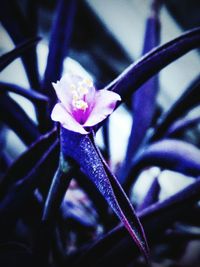 Close-up of flowers