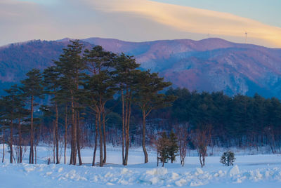 Trees on snow covered landscape