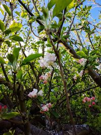 Close-up of flowers blooming on tree