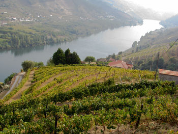 Scenic view of vineyard against sky