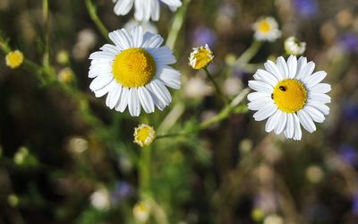 Close-up of white daisy