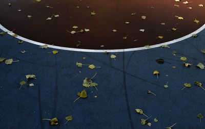 High angle view of dry leaves on basketball court 