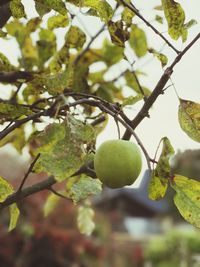 Close-up of fruits on tree