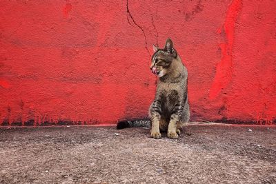 Cat sitting on wall licking lips