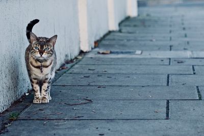 Portrait of cat