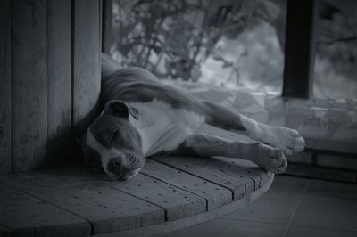 Cat resting on wood